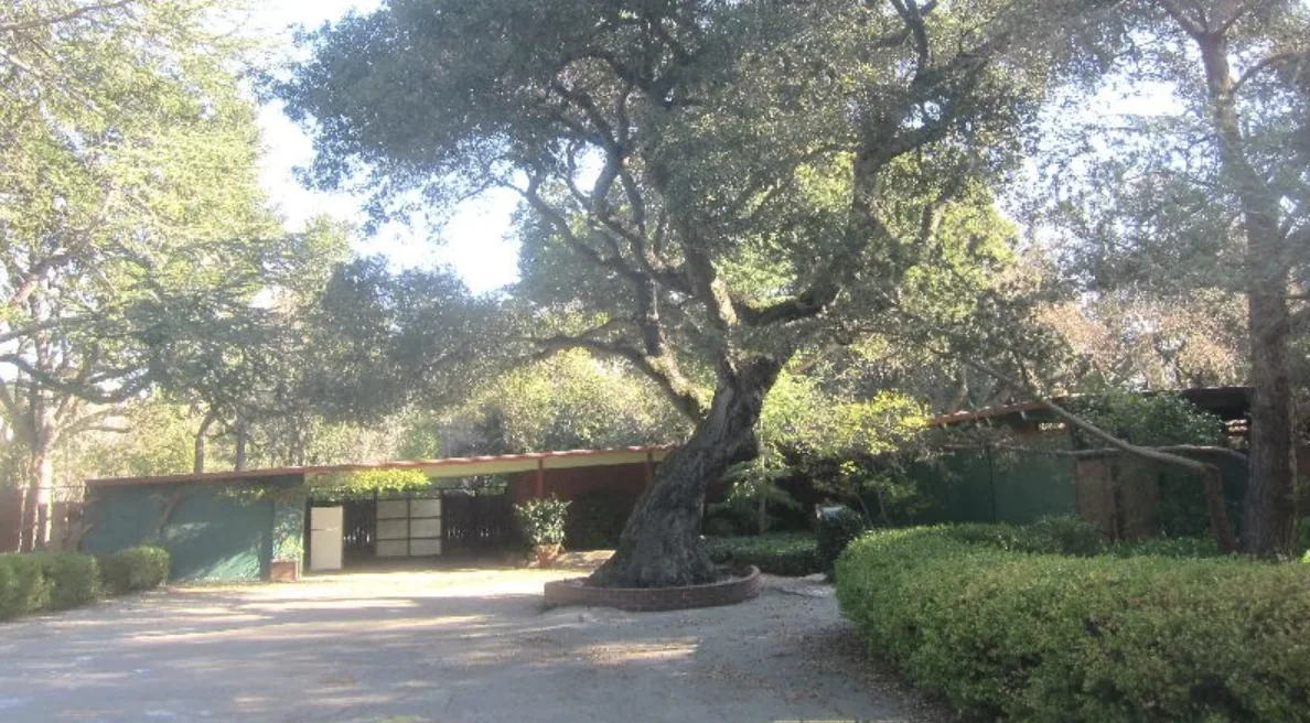 A low Eichler behind a hedge and green fencing, with a flat-roofed carport and gate, under a large spreading valley oak.