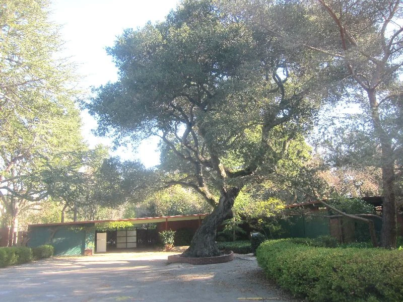 The gated entrance to an Atherton Eichler: a white gate between green fence panels under a flat roof, with a mature oak growing from a circular brick planter in the drive.